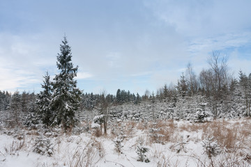 Winter landscape,forest and cloudy sky