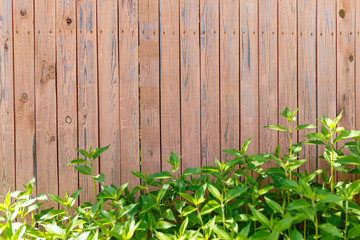 Wooden old fence background with foliage at the bottom. Fresh spring green grass on wooden fence background