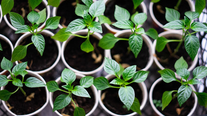 Sprouts pepper and paprika plants in pots on window sill. Spring time plants. Pepper Seedlings, young foliage pepper, Spring seedlings in peat pots on wood.