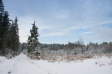 Winter landscape, ski track  in forest