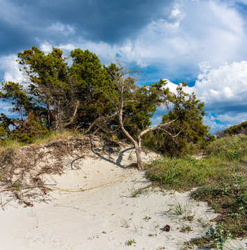Duenen am Meer