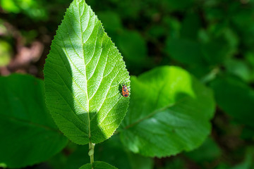 Ein Feuerkäfer auf einem großen grünen Blatt