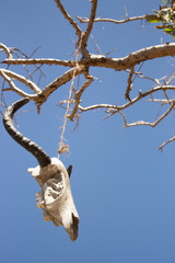 Fototapeta na wymiar Weathered skull of cow on bare branches. Bull skull hanging on rope. Death and sacrifice concept. Western decoration. Head of dead cow on tree. Scary Halloween decor. Cow scull on blue sky.