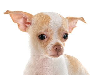 Obraz premium chihuahua in studio