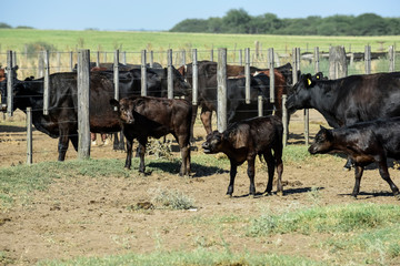 Cows in the cow pen , Argentine meat production