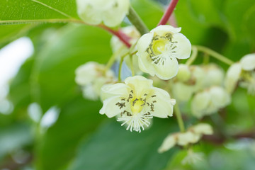 Kiwi fruit flower