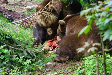 braunbär