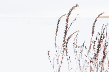 Dry coastal grass with white snow