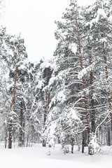 Winter forest with pine trees