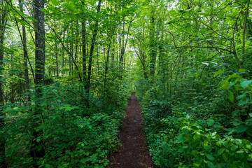Fototapeta na wymiar schmaler Treppelweg durch den Wald entlang der Traun in Wels der als Lauf und Wanderweg genutzt wird