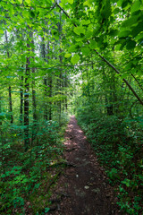 Obraz premium schmaler Treppelweg durch den Wald entlang der Traun in Wels der als Lauf und Wanderweg genutzt wird