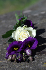 White rose and purple desert lilies or also called prairie bell on stone.