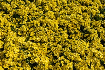 Top View of Yellow Primula Flowers