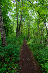 Fototapeta premium schmaler Treppelweg durch den Wald entlang der Traun in Wels der als Lauf und Wanderweg genutzt wird