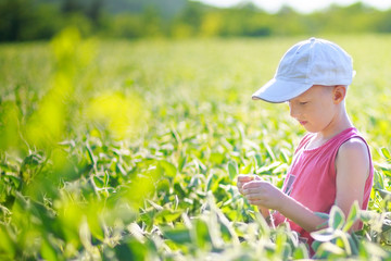 boy is studying soy sprout. child is holding a soybean pod.
