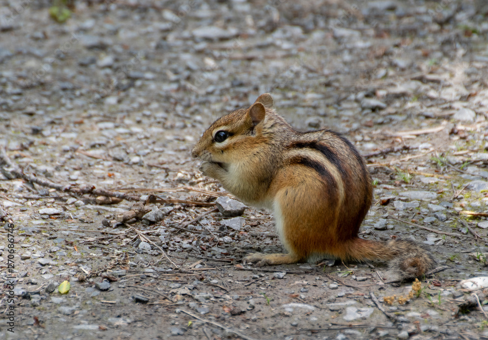 Sticker Chipmunk Perched On The Ground