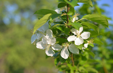 Branch of blooming apple tree.