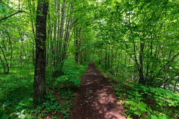schmaler Treppelweg durch den Wald entlang der Traun in Wels der als Lauf und Wanderweg genutzt wird