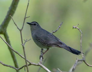 Catbird Perched On A Branch