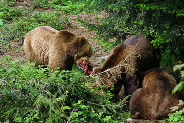 braunbär