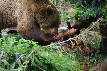 braunbär