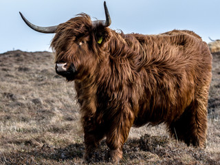 Highland Cow - 270687323