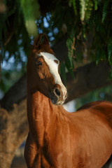 Fototapeta premium portrait of a marwari horse