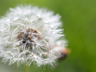 white blooming dandelion close-up