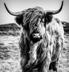 Deurstickers Schotse hooglander Highland Cow zwart-wit