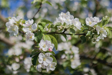  47 / 10000 АНГЛИЙСКИЙ Перевести вGoogleBing White flowers on a branch of spring flowering Apple tree