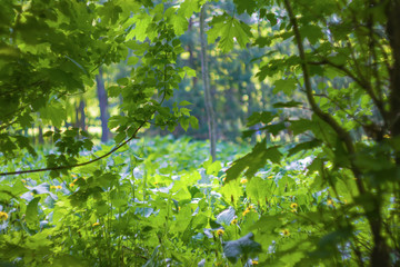 Background of summer day in the Park