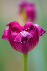 Aging head of a Tulip in the flower bed