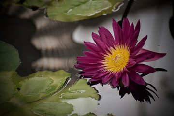 Water lilly blooming