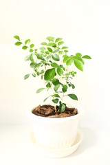 シルクジャスミン