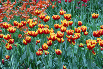 Multicolored tulips on a sick flower bed in nature