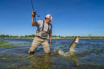 Big pike fishing. Fisherman catch fish in water at river