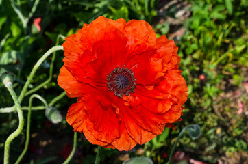 Perennial oriental ornamental poppy - a popular plant that is grown in gardens and parks