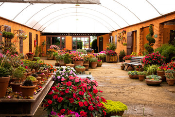 Plants in house