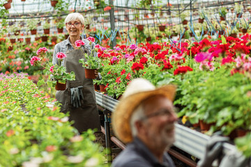 Fototapeta na wymiar Happy gardener carrying potted geranium flowers thorough plant nursery.