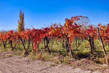 Vines in autumn colors