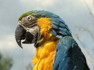 blue and gold macaw