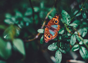  Butterfly in the garden