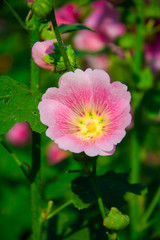 Hibiscus  flower bloom in the garden.