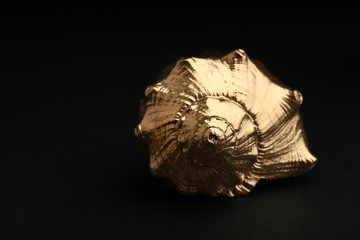 Shiny gold seashell on black background. Space for text