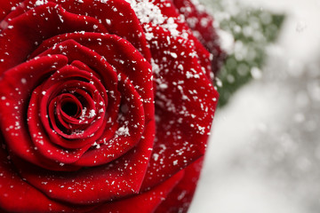 Beautiful red rose with snow on blurred background, closeup. Space for text