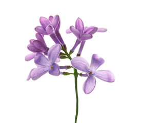 Branch with lilac flowers on white background