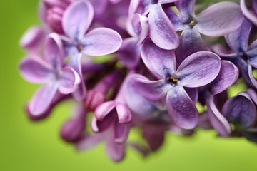 Beautiful blossoming lilac flowers on color background, closeup. Space for text