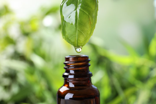 Essential oil dripping from basil leaf into glass bottle on blurred background, closeup