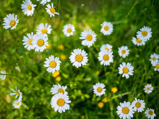Fototapeta premium Margeriten auf einer Wiese im Frühsommer