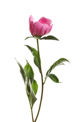 Fragrant bright peony on white background. Beautiful spring flower